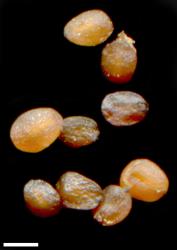 Veronica spathulata. Seeds. Scale = 1 mm.
 Image: P.J. Garnock-Jones © P.J. Garnock-Jones CC-BY-NC 3.0 NZ